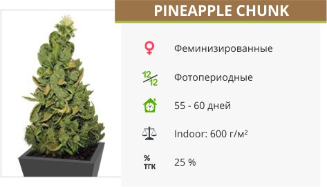 Сорт марихуаны Pineapple Chunk Pineapple Chunk от Barney’s Farm