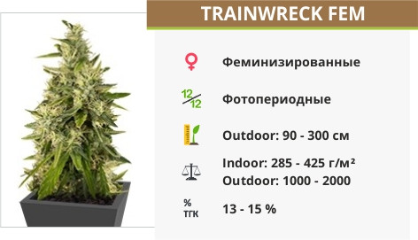 Trainwreck fem от Humboldt Seeds