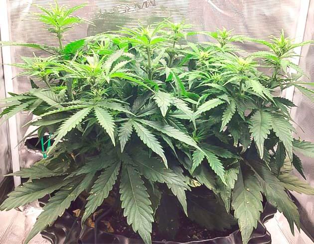 Godzilla Cookies Auto на седьмой неделе цветения