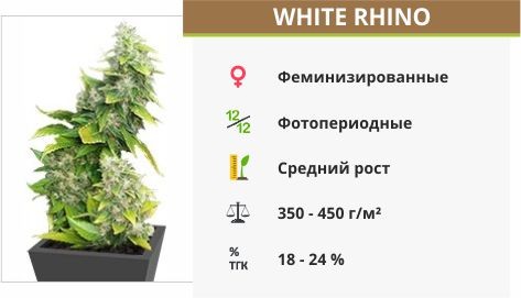 White Rhino fem (Nirvana Seeds)