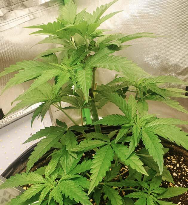 Cafe Racer на 5 неделе вегетации с активным вытягиванием