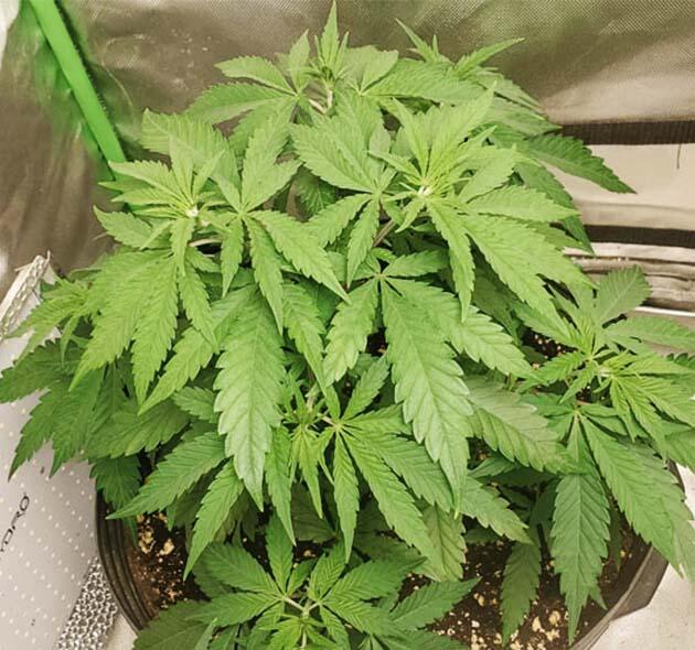 Cafe Racer с активным развитием боковых побегов