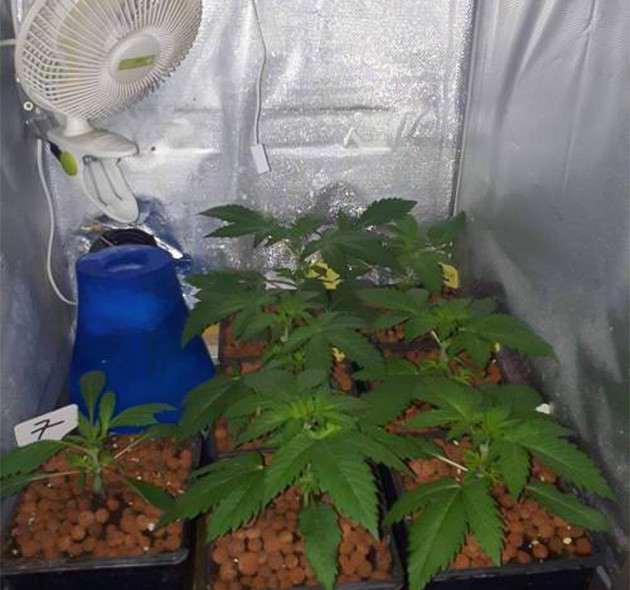 7 кустов Grandaddy Purple