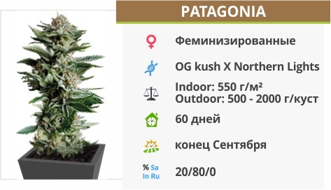 описание сорта Patagonia