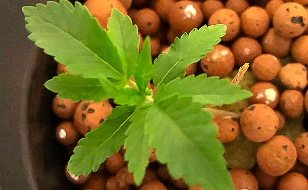 Росток сорта Bruce Banner #3