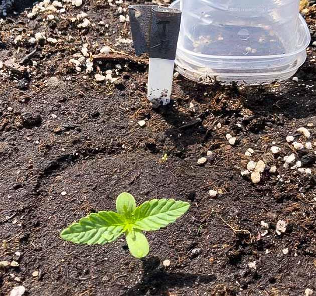 2 неделя роста марихуаны Росток сорта конопли Original Jack Herer Auto