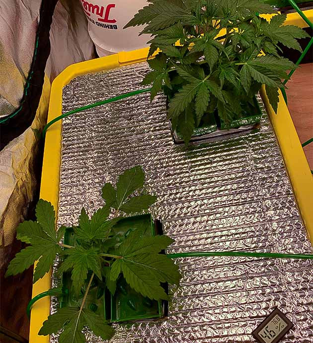 Первые признаки предцвета конопли