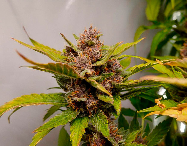 Темно-фиолетовые соцветия Purple Juice Auto