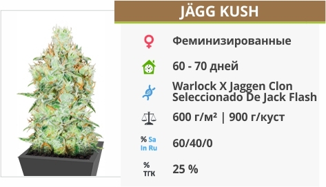 описание сорта Jagg Kush