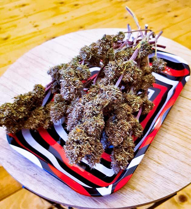 Собранные шишки каннабиса