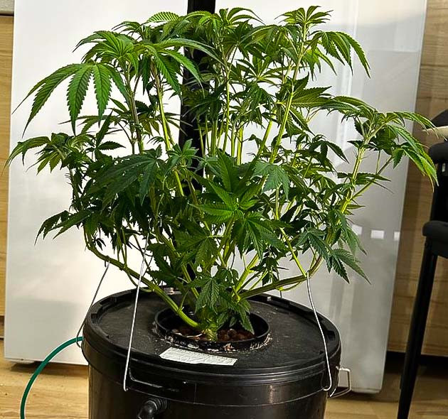 Применение LST 6 - 7 неделя роста Roze Runtz