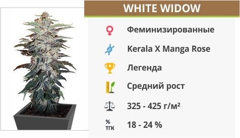White Widow