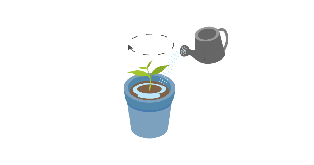 Полив рассады конопли