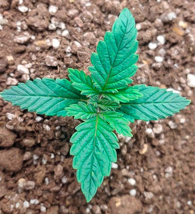 Начало роста марихуаны: стресс, коррекция, развитие 1–4 неделя роста: конопля после ожогов