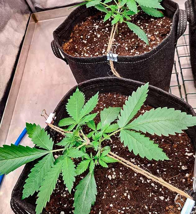 Марихуана на 2 неделе роста