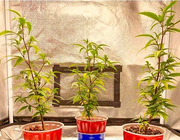 Молодые клоны конопли перед пересадкой в постоянные горшки