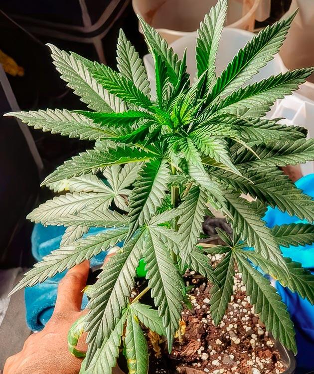 Конопля на 3 неделе роста