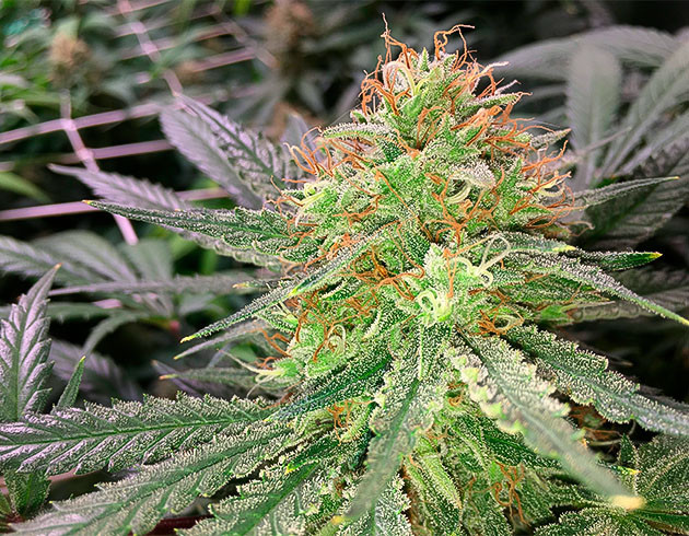 Шишки Grandaddy Purple на 11 неделе