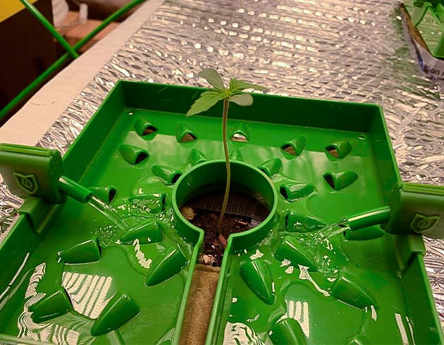 Росток Stardawg Auto