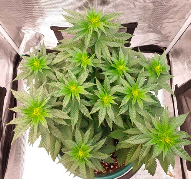 Переход в фазу предцветения 9 неделя выращивания сорта Blueberry OG