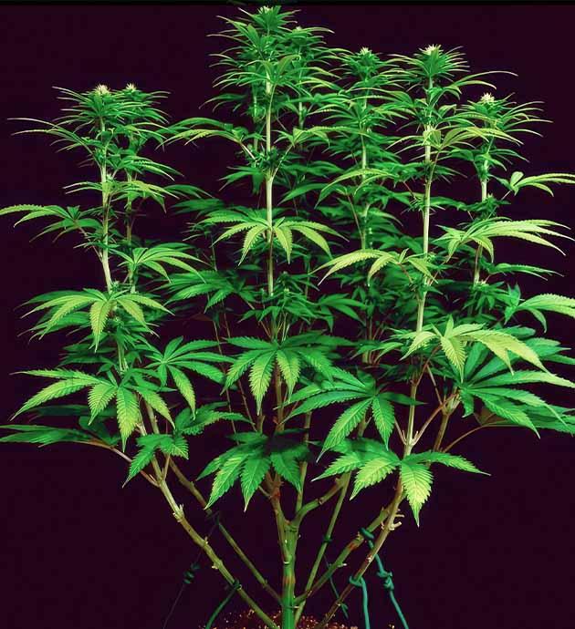 Куст после LST