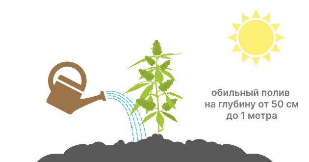 Эффективные методы полива конопли в жарком климате Правильный полив конопли в жаркую погоду