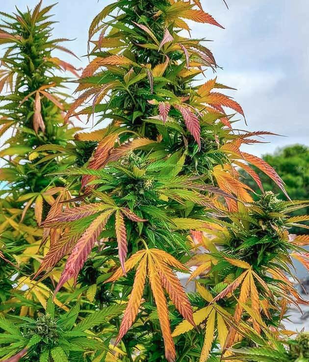 Зрелая конопля с мутными трихомами