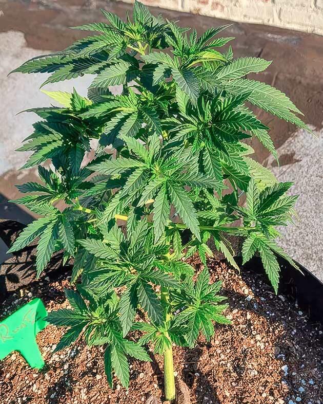 Куст конопли с боковыми побегами после тренировки