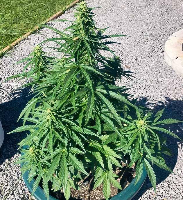 Седьмая неделя: жара и первые вредители Конопля после атаки вредителей