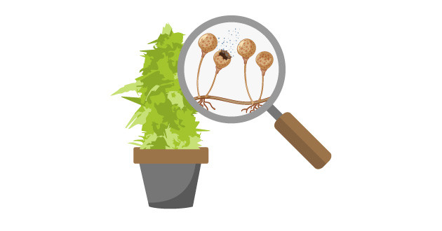 Плесневые грибки угрожают соцветиям конопли