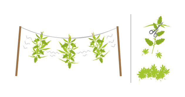 Сухой тримминг: процесс и преимущества Сухой тримминг: удобство при большом урожае