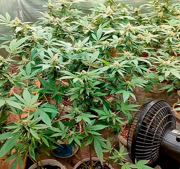 Появление смолы у марихуаны 7 неделя выращивания конопли