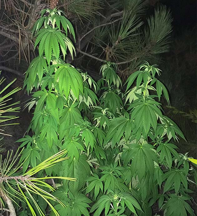 Кусты на 15 и 16 неделях выращивания