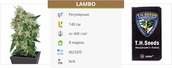 описание сорта Lambo