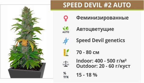 Speed Devil #2 Auto