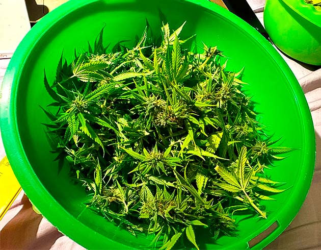 Общие впечатления о сорте Roze Runtz Собранные шишки конопли