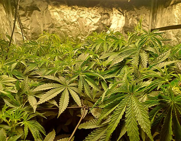 Тепловой стресс у конопли