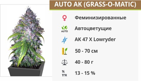 Сорт марихуаны Auto AK Auto AK