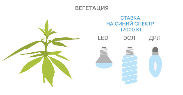 Использование разнообразных спектров излучения на стадии роста каннабиса