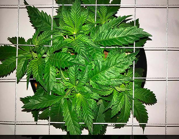 4 неделя активного роста куста Bruce Banner #3