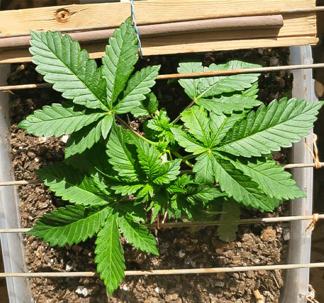 Перекорм удобрениями