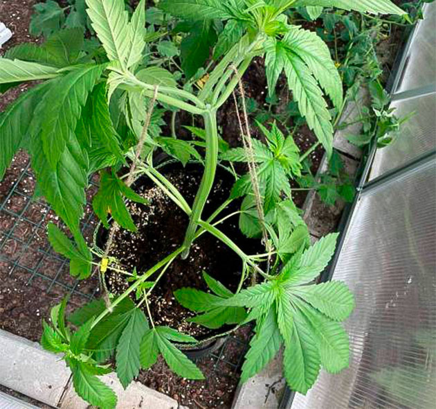 Куст после техники LST