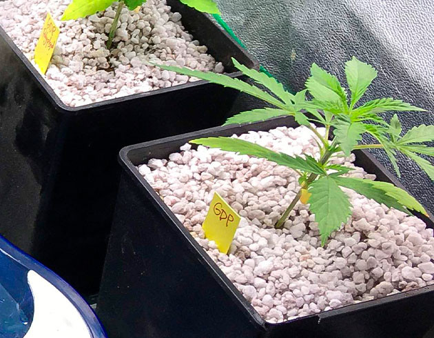 Росток Grandaddy Purple на 2 неделе