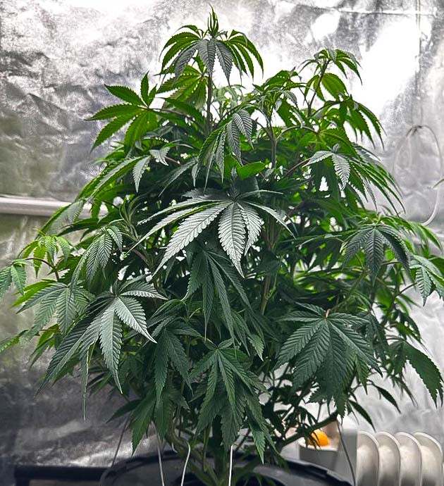 Последняя неделя вегетации марихуаны Конопля на 8 - 9 неделе роста