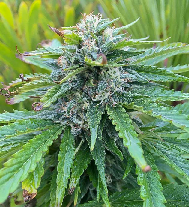 Кола Bubba Slush