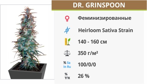 Dr. Grinspoon 