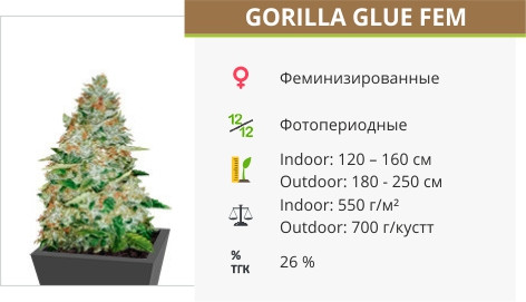 Goriila Glue от Monster Generics