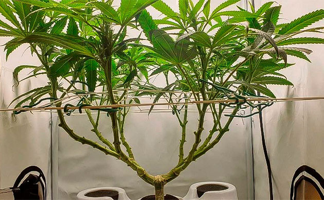 Переизбыток удобрений для марихуаны: последствия Появление ожога у конопли