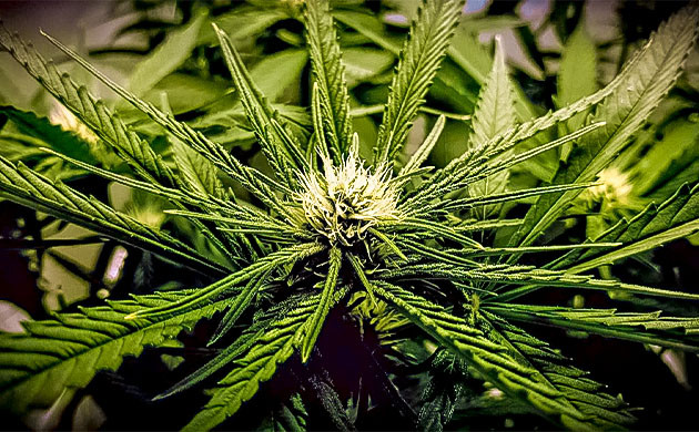 Конопля на 12 неделе роста Трихомы конопли