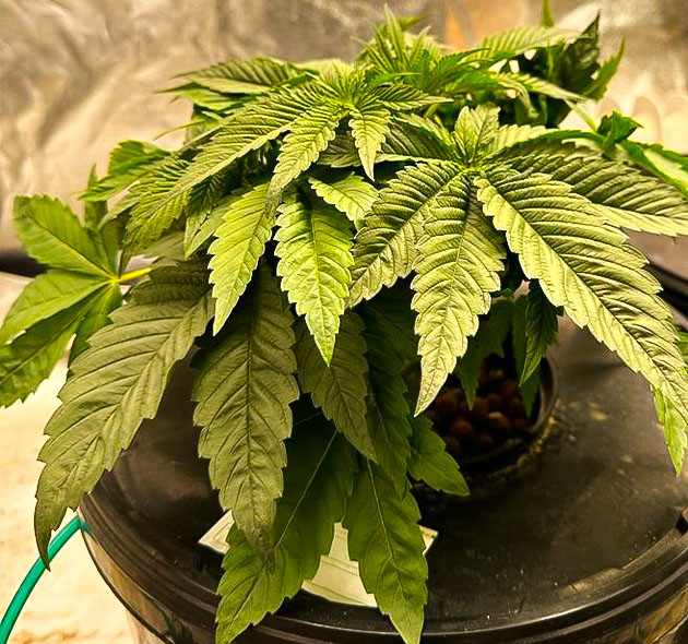 Не здоровые и помятые листья конопли 4 неделя роста сорта Roze Runtz